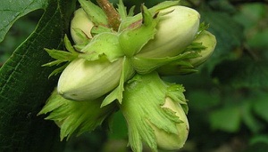 hazelnut herb