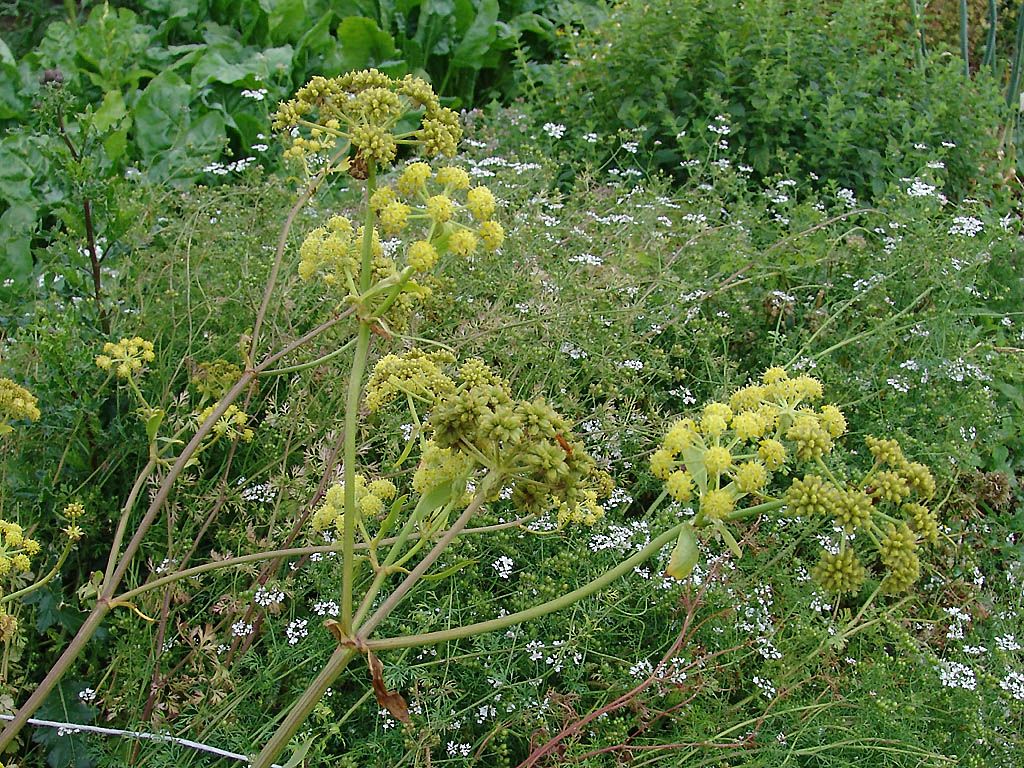 herb lovage