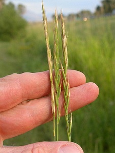 couch grass herb