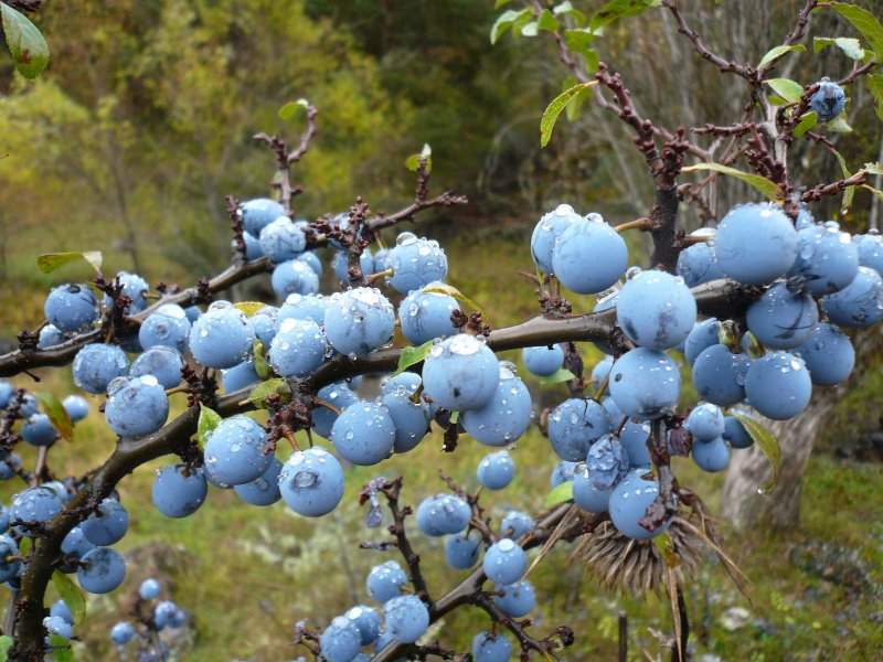blackthorn herb