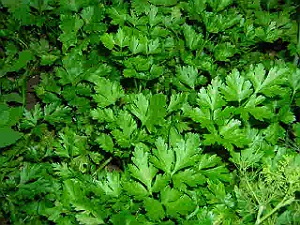 herb lovage
